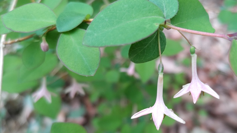 ウグイスカグラの花 横浜市旭区今川町今川公園