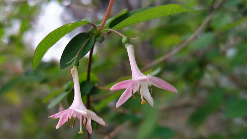 ウグイスカグラの花 横浜市旭区今川町今川公園
