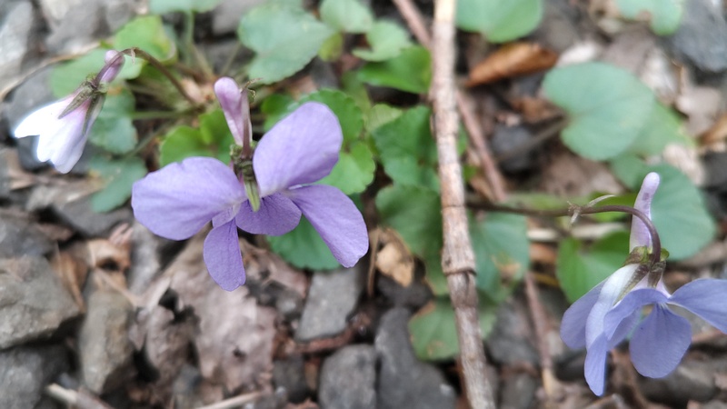 タチツボスミレの花 横浜市旭区今川町今川公園
