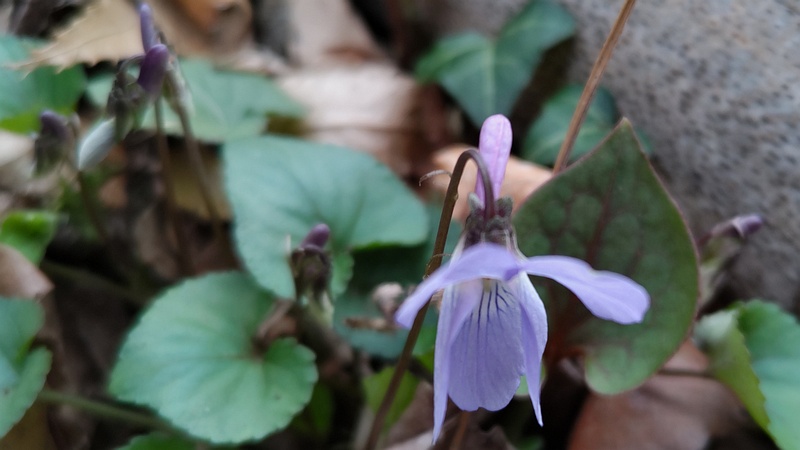 タチツボスミレの花 横浜市旭区今川町今川公園
