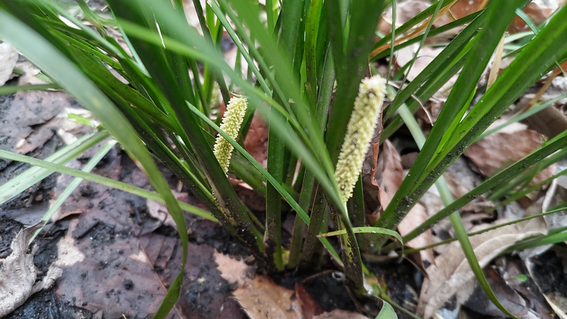 セキショウの花 横浜市旭区今川町今川公園