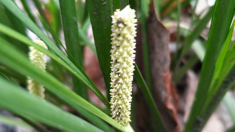 セキショウの花 横浜市旭区今川町今川公園