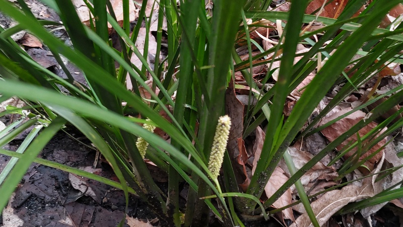 セキショウの花 横浜市旭区今川町今川公園