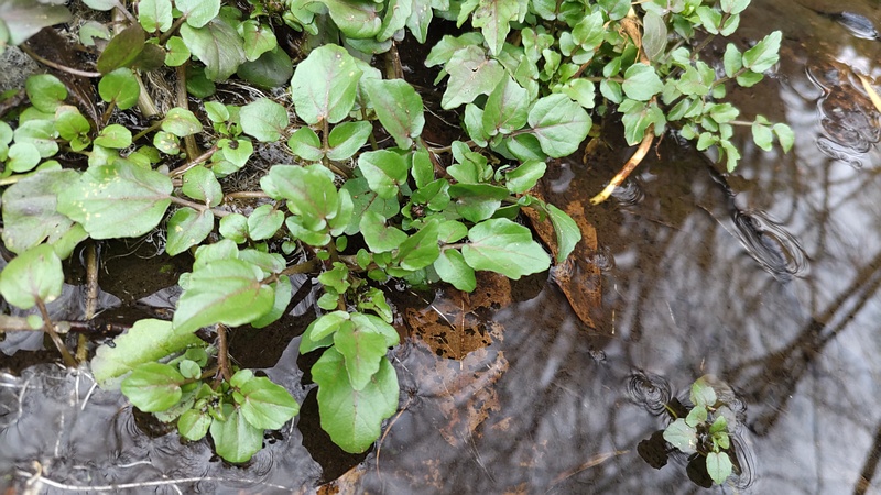 オランダガラシ 横浜市旭区今川町今川公園