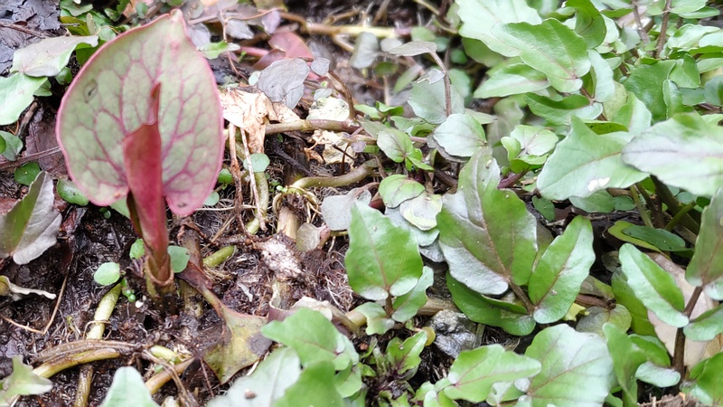 オランダガラシ、ドクダミ 横浜市旭区今川町今川公園