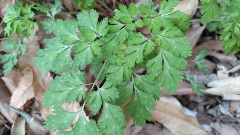 ヒメフウロ 横浜市旭区今川町今川公園