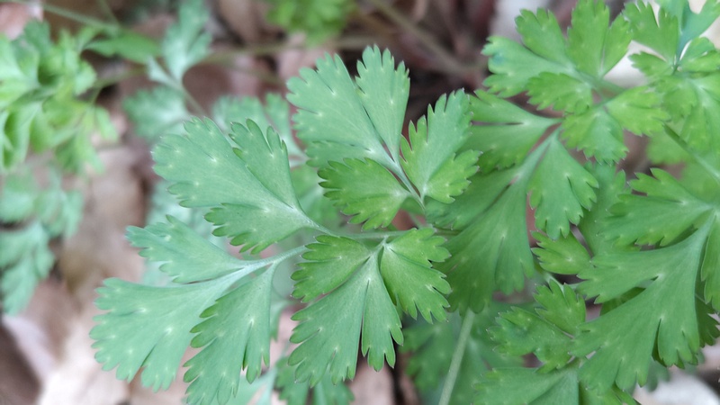 ヒメフウロ 横浜市旭区今川町今川公園