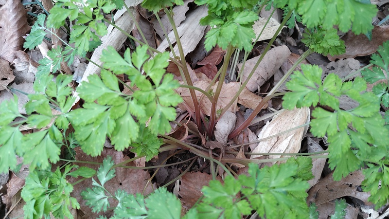 ヒメフウロ 横浜市旭区今川町今川公園