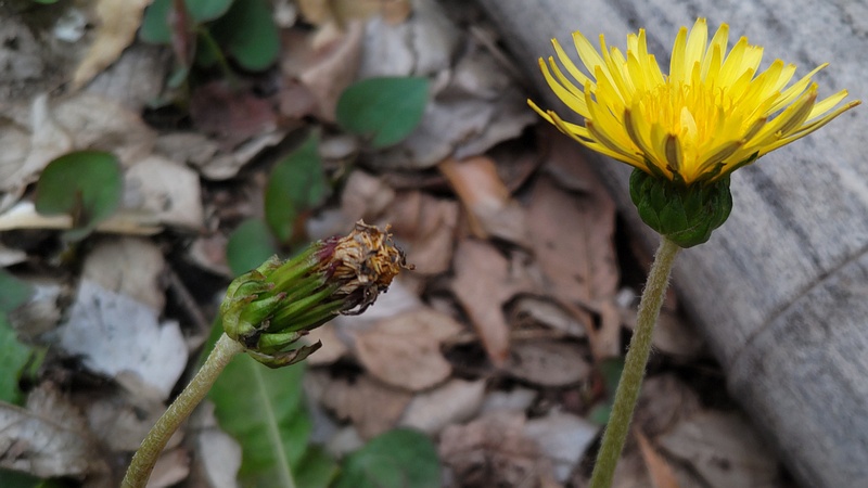 カントウタンポポ 横浜市旭区今川町今川公園
