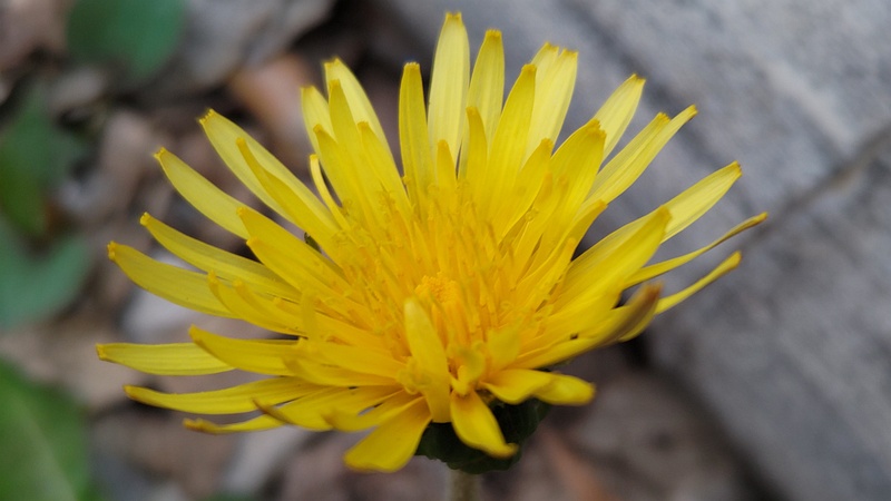カントウタンポポ 横浜市旭区今川町今川公園
