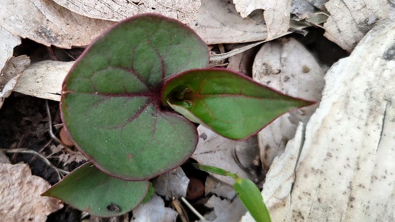 ドクダミ 横浜市旭区今川町今川公園