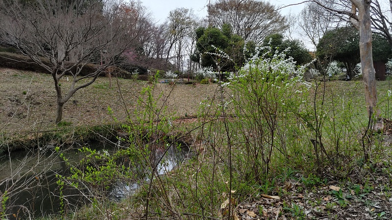 ユキヤナギ 横浜市旭区今川町今川公園