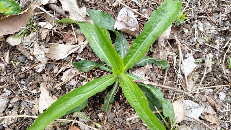 セイタカアワダチソウ 横浜市旭区今川町今川公園