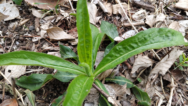 セイタカアワダチソウ 横浜市旭区今川町今川公園