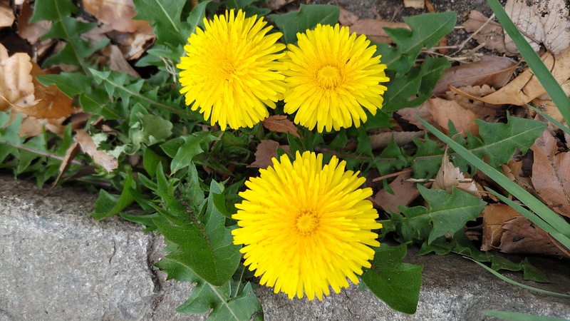 セイヨウタンポポ 横浜市旭区今川町今川公園