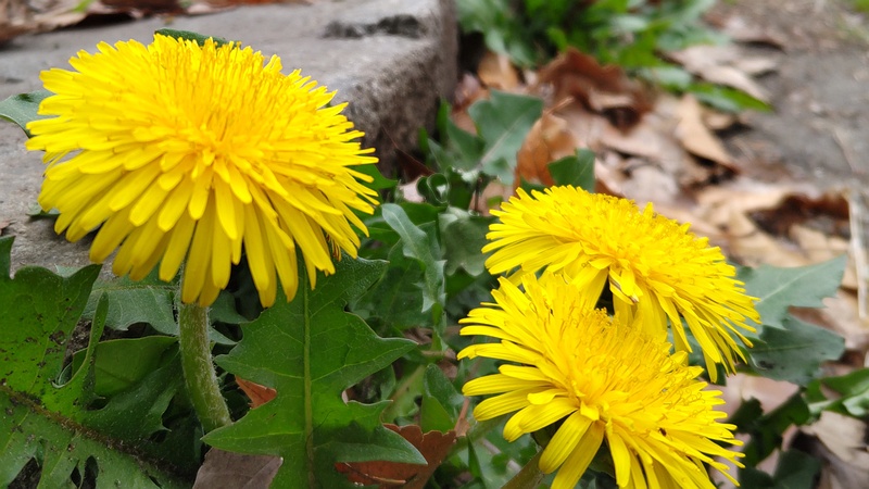 セイヨウタンポポ 横浜市旭区今川町今川公園