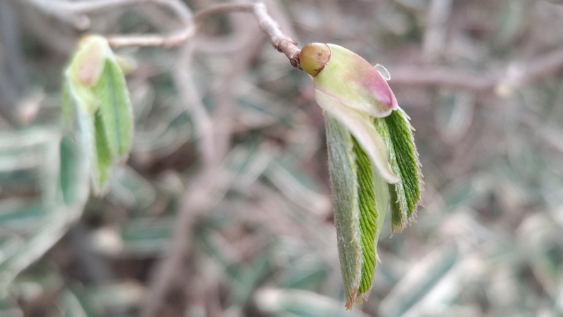ヒュウガミズキの新芽 横浜市旭区今川町今川公園