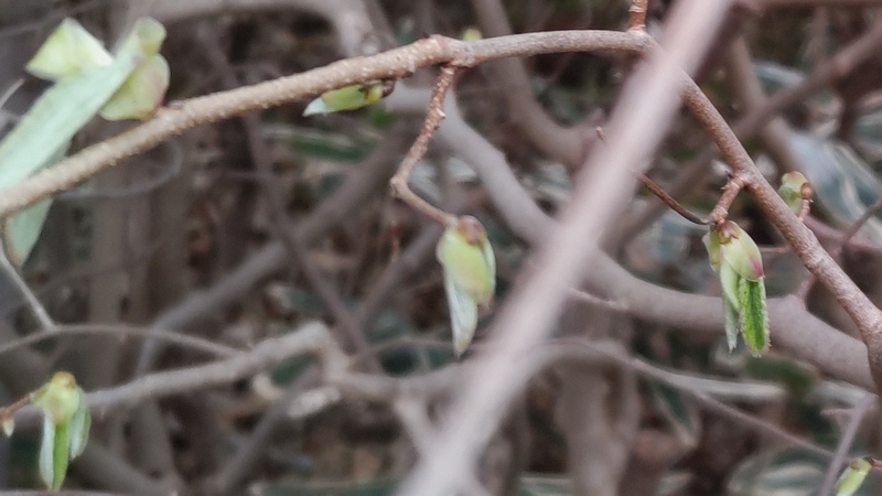 ヒュウガミズキの新芽 横浜市旭区今川町今川公園