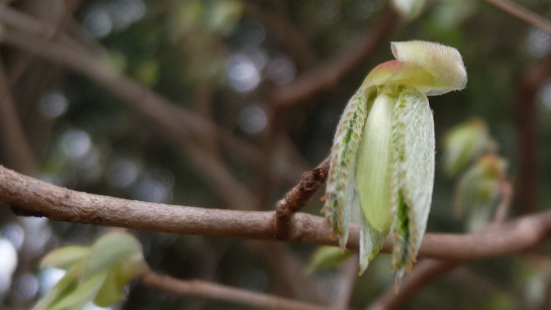 ヒュウガミズキの新芽 横浜市旭区今川町今川公園