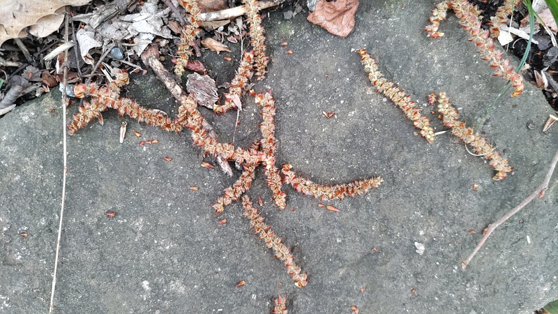 アカシデの花序 横浜市旭区今川町今川公園