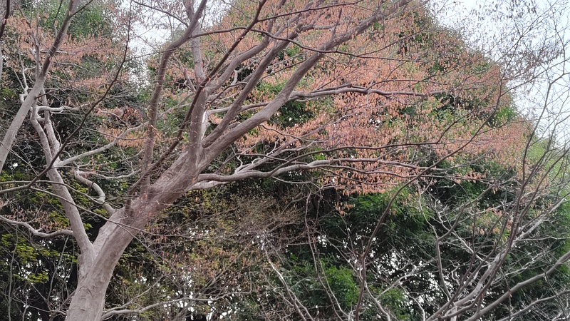アカシデ 横浜市旭区今川町今川公園