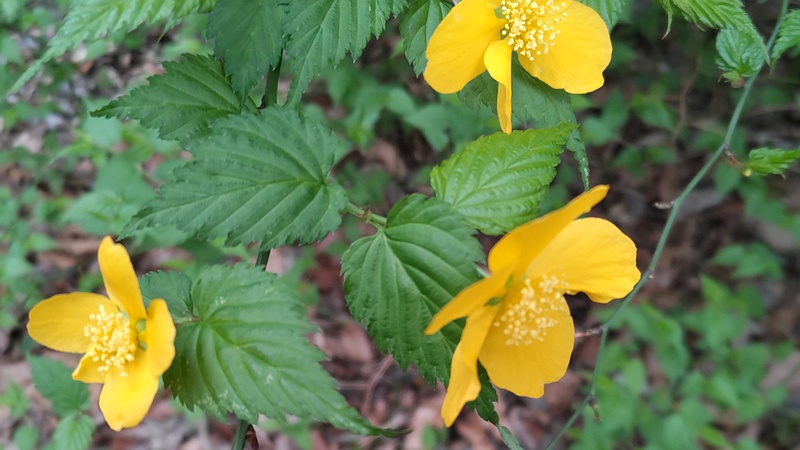 ヤマブキの花 横浜市旭区今川町今川公園