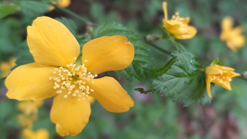 ヤマブキの花 横浜市旭区今川町今川公園