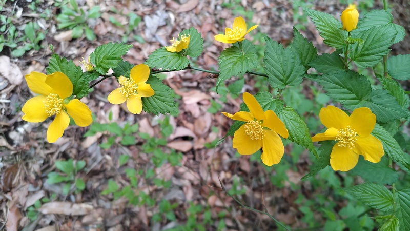 ヤマブキの花 横浜市旭区今川町今川公園