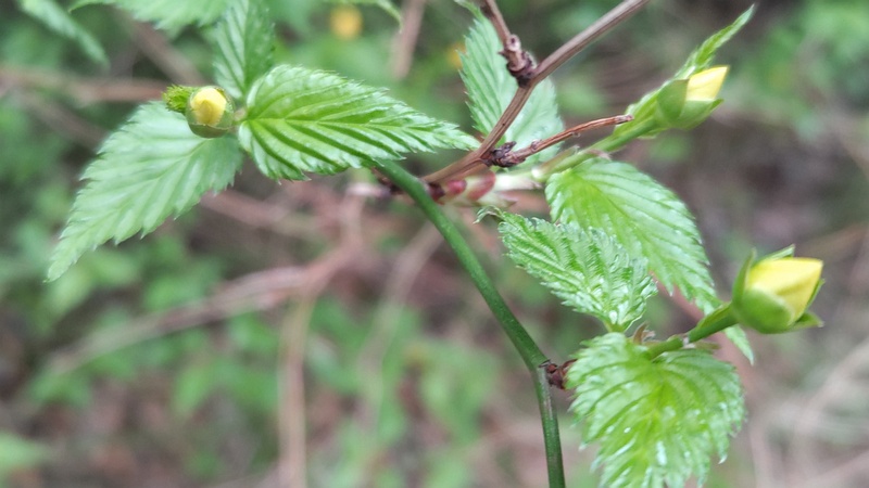 ヤマブキの蕾 横浜市旭区今川町今川公園