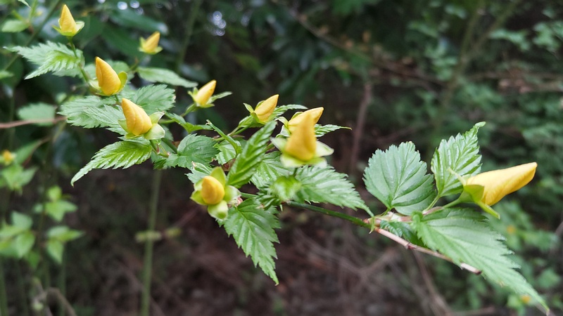 ヤマブキの蕾 横浜市旭区今川町今川公園
