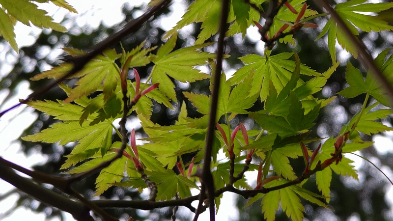 イロハモミジの花 横浜市旭区今川町今川公園