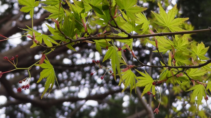 イロハモミジの花 横浜市旭区今川町今川公園