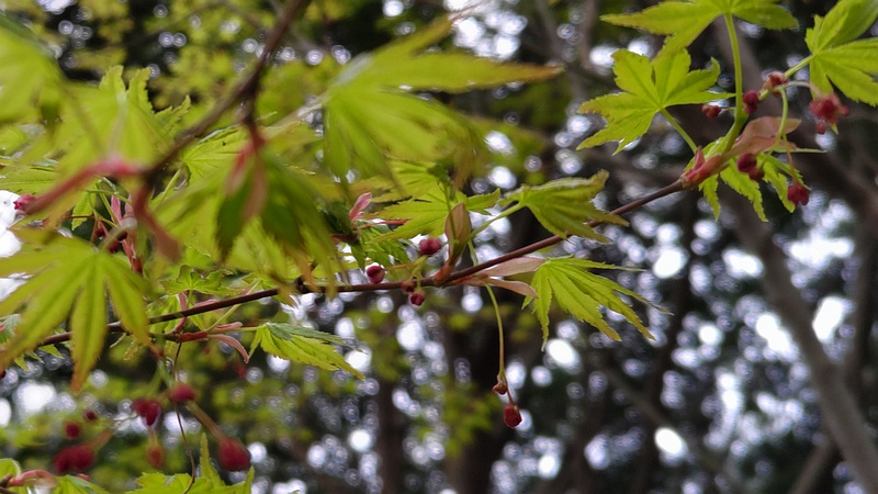 イロハモミジの花 横浜市旭区今川町今川公園