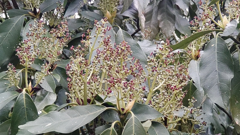 アオキの雄花 横浜市旭区今川町今川公園