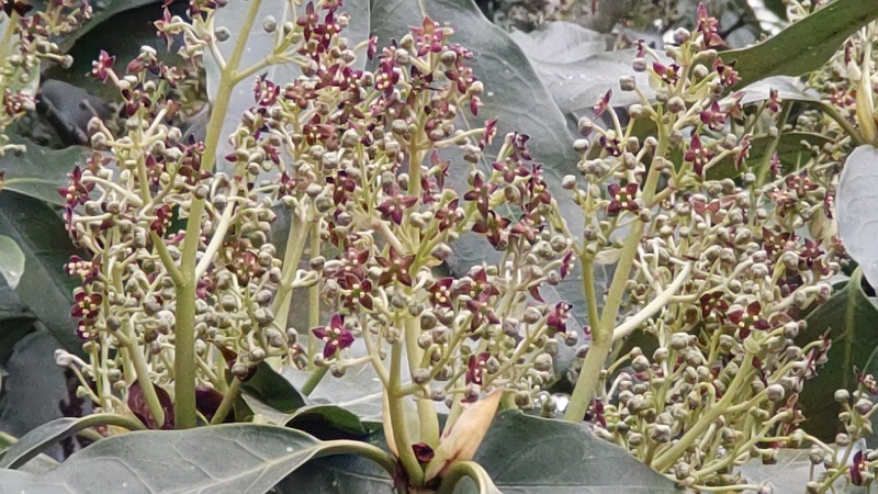 アオキの雄花 横浜市旭区今川町今川公園