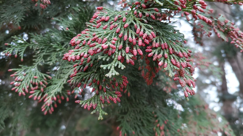 ヒノキの雄花 横浜市旭区今川町今川公園