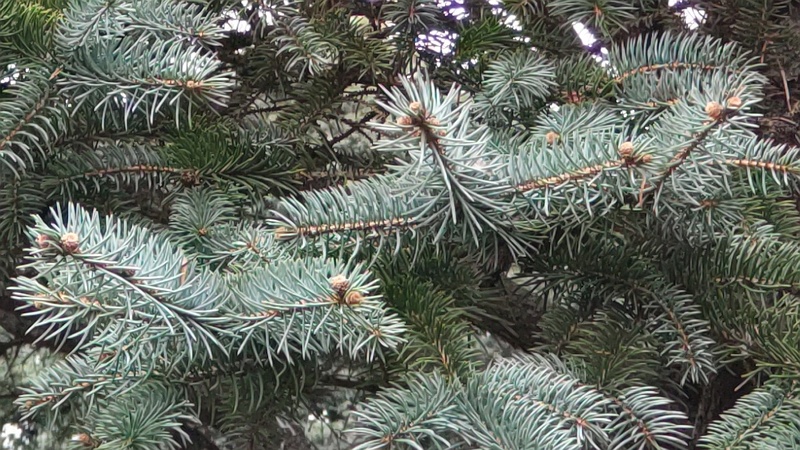 コロラドトウヒの果実 横浜市旭区今川町今川公園