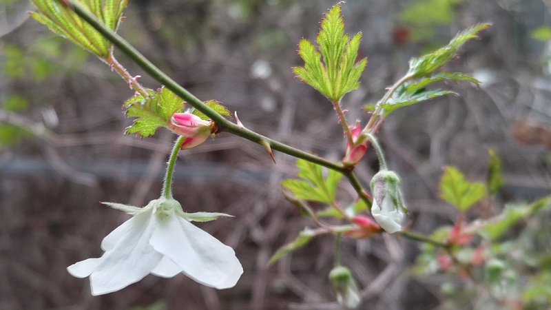 モミジイチゴの花 横浜市旭区今川町今川公園