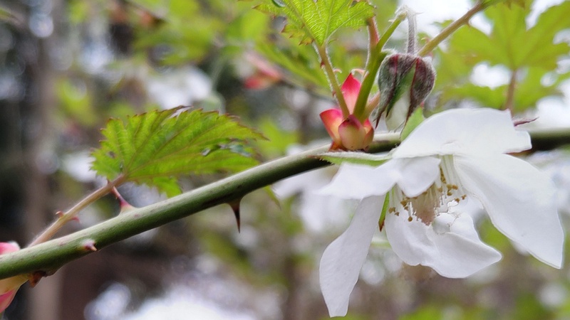 モミジイチゴの花 横浜市旭区今川町今川公園