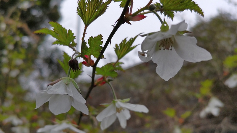 モミジイチゴの花 横浜市旭区今川町今川公園