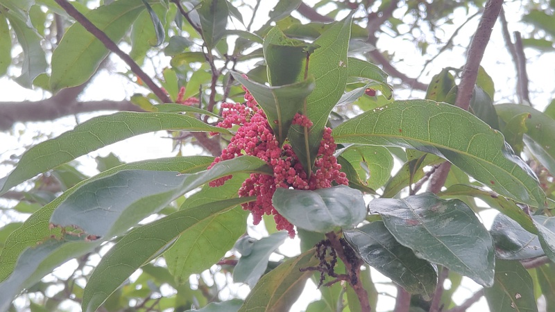 ヤマモモの雄花の蕾 横浜市旭区今川町今川公園