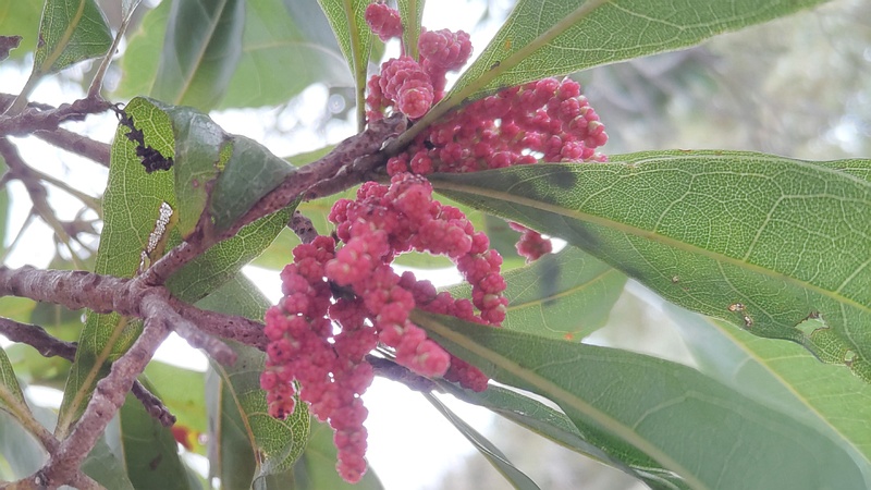 ヤマモモの雄花の蕾 横浜市旭区今川町今川公園