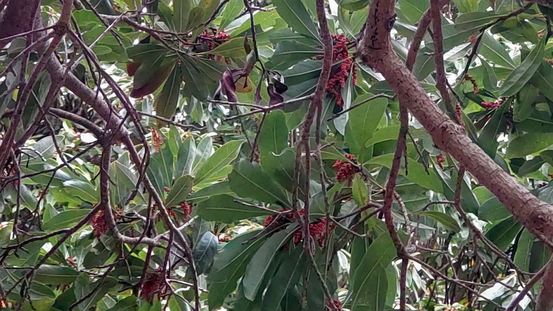 ヤマモモの雄花の蕾 横浜市旭区今川町今川公園