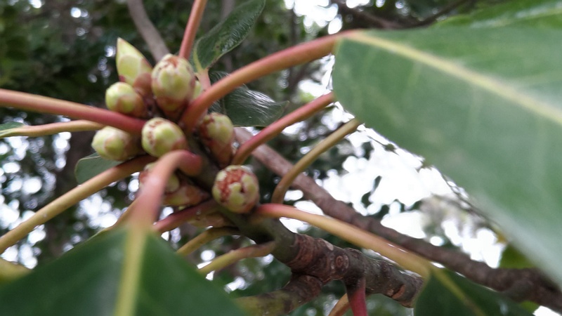 ユズリハの芽 横浜市旭区今川町今川公園