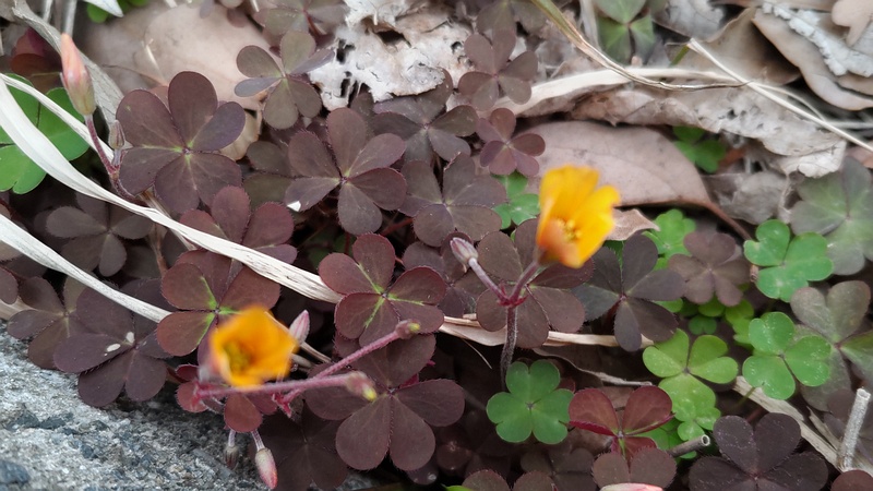 アカカタバミの花 横浜市旭区今川町今川公園
