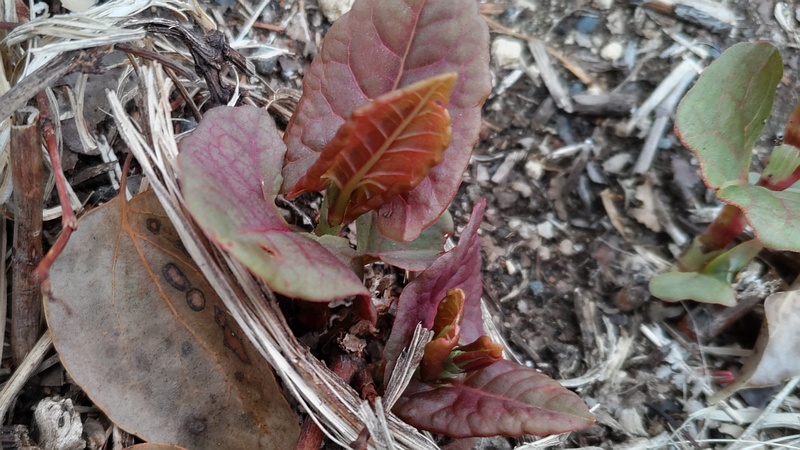 イタドリの新芽 横浜市旭区今川町今川公園