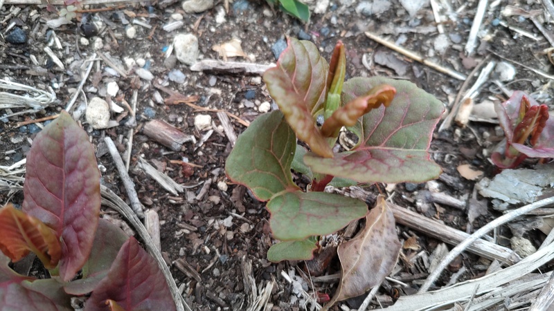 イタドリの新芽 横浜市旭区今川町今川公園