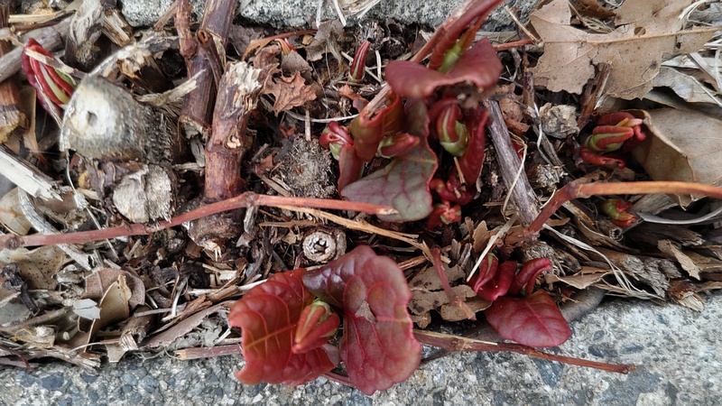イタドリの新芽 横浜市旭区今川町今川公園