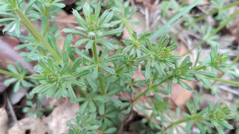 ヤエムグラ 横浜市旭区今川町今川公園