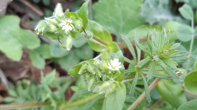 オランダミミナグサの花とヤエムグラ 横浜市旭区今川町今川公園